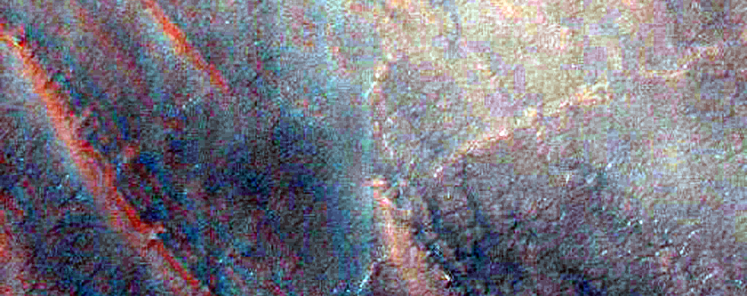 Variety of Spider Features
