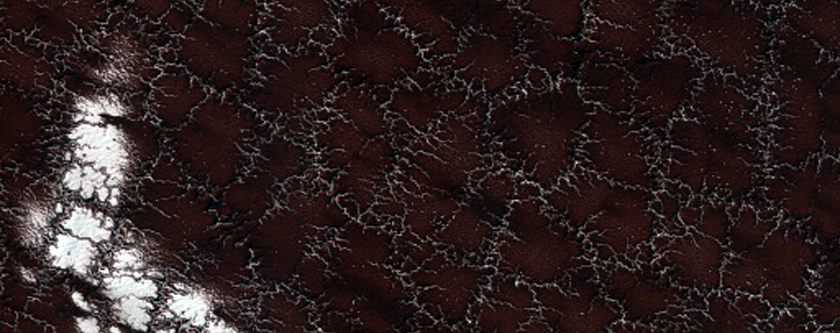 Spider Trough Network