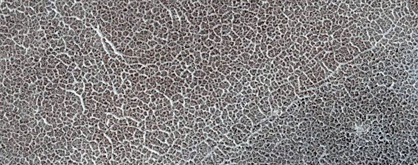 Vastitas Borealis Terrain Sample