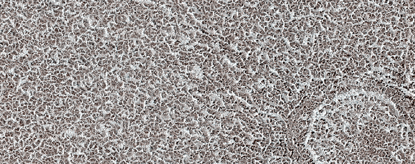 Vastitas Borealis Terrain Sample