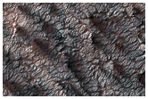 Variety of Spider Features
