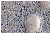 Northern Plains Contact
