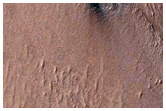 Southern Spring Survey of Spider-Rich Scarp Area
