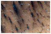 Spider Morphology and Surface Structure
