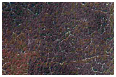 Southern Permafrost Seasonal Defrosting