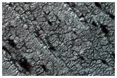 Variety of Spider Features