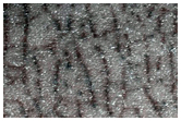 Spider Morphology and Surface Structure
