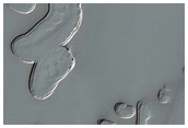 Monitoring of South Polar Residual Cap Albedo Features