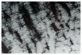 Spider Morphology and Surface Structure