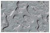 Monitoring of South Polar Residual Cap Albedo Features