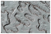 Monitoring of South Polar Residual Cap Albedo Features