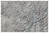 Region Dubbed Manhattan Spider Features