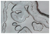 Monitoring of South Polar Residual Cap Albedo Features