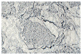 Complex Platy-Ridged Surface in Cerberus Palus