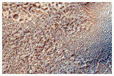 Slope Features in North Facing Crater Wall