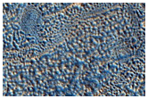 Layered Deposits in Impact Crater in Utopia Planitia