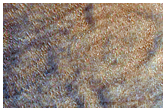 Dune Gullies along Scarp in Hellas Planitia