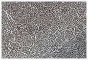 Vastitas Borealis Terrain Sample