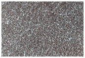 Vastitas Borealis Terrain Sample