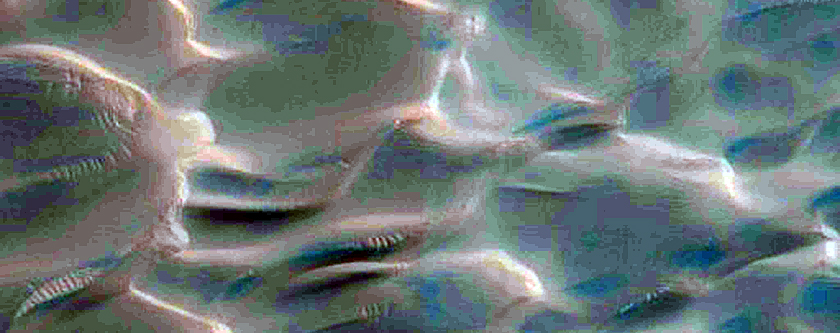 Dunes Dubbed Buzzel