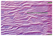 Dune Change Detection in Juventae Chasma