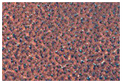 Northern Plains Sample