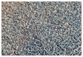 Northern Plains Sample
