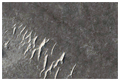 Ring and Cone Structures in Elysium Planitia