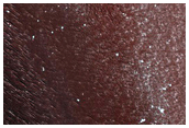North Polar Trough