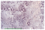 Crater Floor with Ridges in Central Arabia Terra
