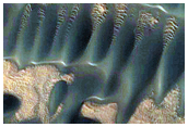 Dunes Far North with Seasonal Spots