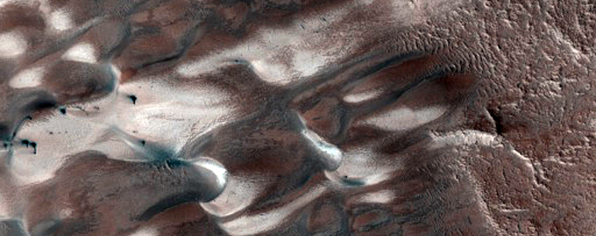 Dunes Dubbed Buzzel