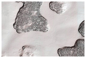 South Pole Residual Cap Yearly Monitoring