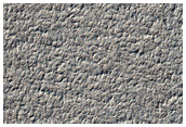 Spiders in Variety of Terrains