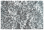A Frost Enhanced Landscape
