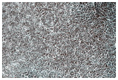 Northern Plains Terrain