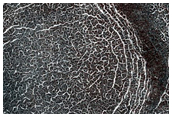 Seasonal Frost Enhancement of Polygon Visibility Near MOC M19-00525