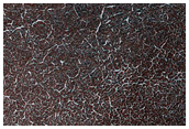 Seasonal Frost Enhancement of Polygon Visibility Near MOC S18-00731