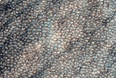 Depression in Utopia Planitia
