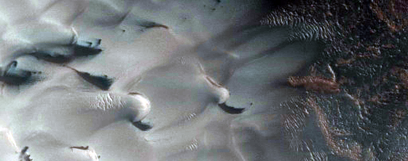 Dunes Dubbed Buzzel
