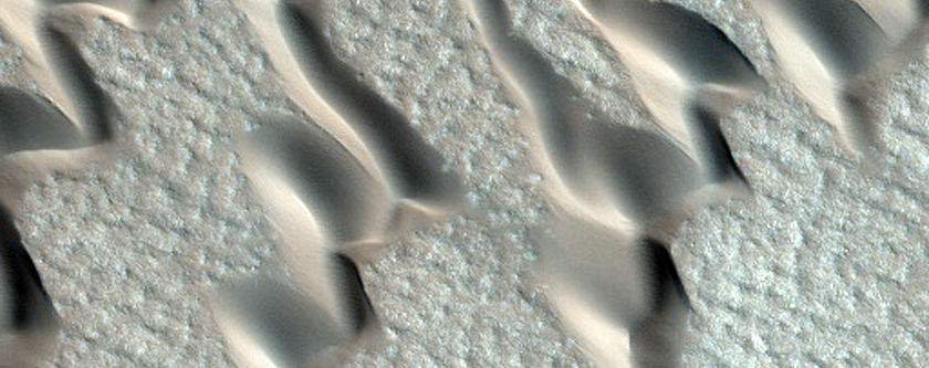 Striped Ground and Dune Monitoring
