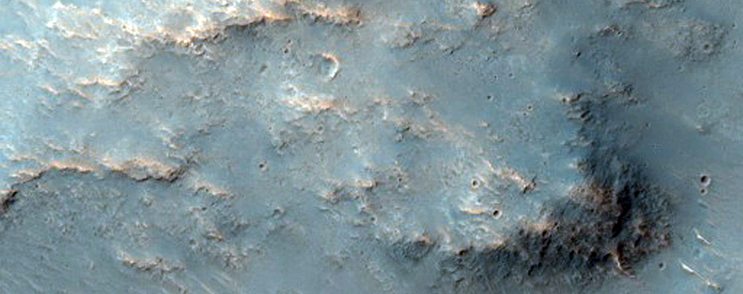 Oenotria Plana
