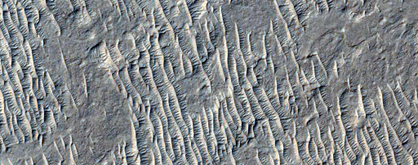 Branched and Curving Ridges Among Yardangs