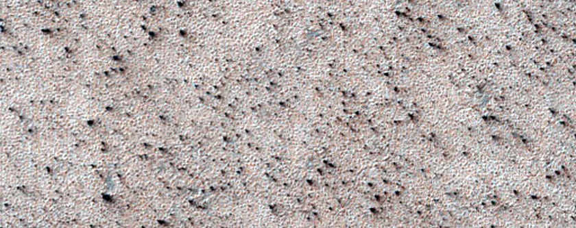 Immature Spider Terrain
