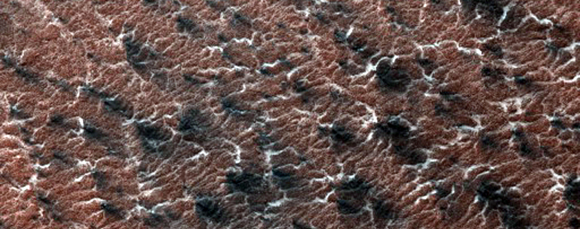 Variety of Spider Features
