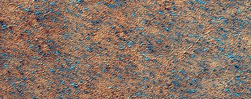 Immature Spider Terrain
