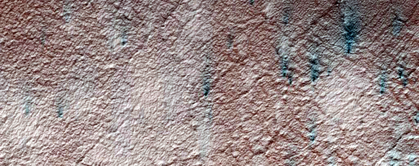 Spider Near Region Dubbed Inca City
