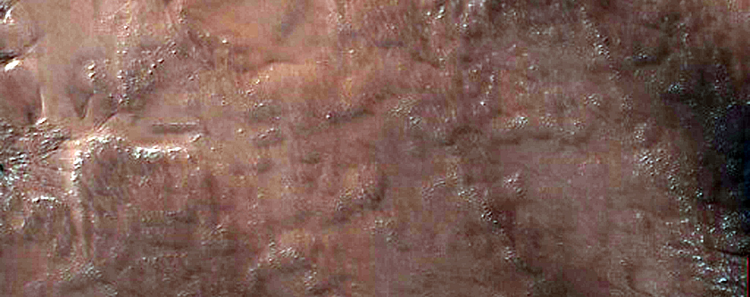 Araneiforms
