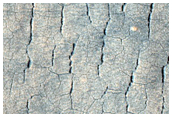 Pits and Scalloped Depressions in Utopia Planitia
