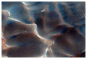 Dunes Dubbed Buzzel
